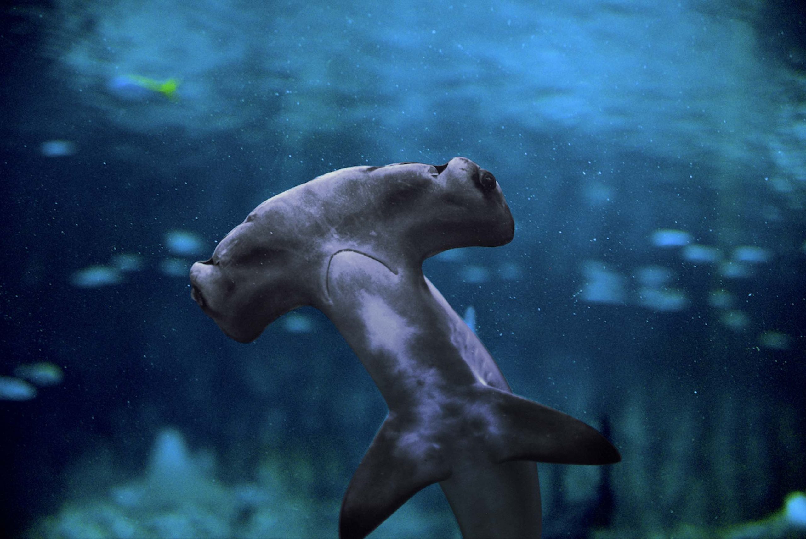 The National Aquarium