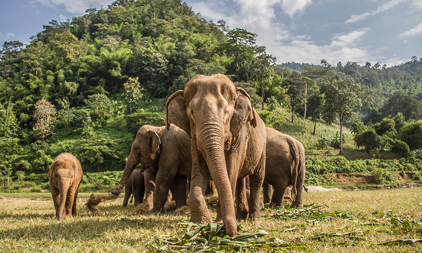 Phuket itinerary Elephants