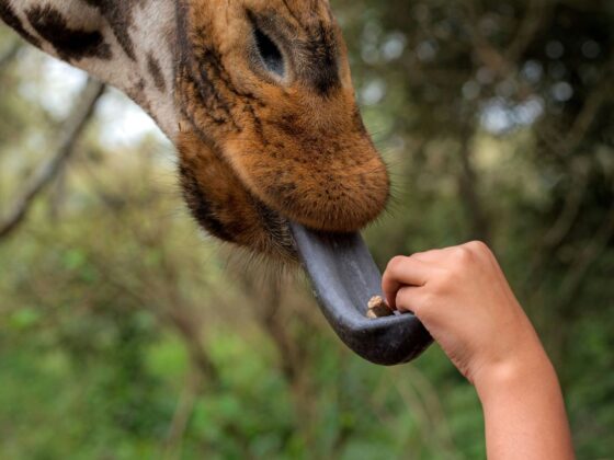 Nairobi bucket list