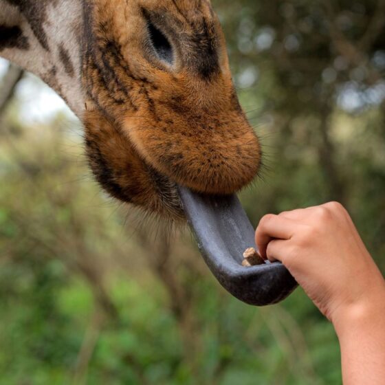 Nairobi bucket list